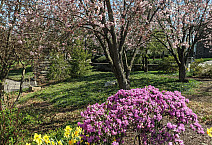 Spring in Bloom 2023