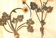Herbarium sample from the Ursinusiana collection.