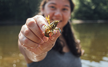 Students of Dr. Bove collect and measure crayfish in the Perkiomen Creek for research. - June 25, 2024