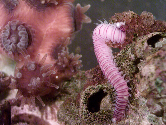 Photo of polychaete worm on coral Astrangia poculata by Hannah Merges who is doing her honors research on the response of this coral to h...