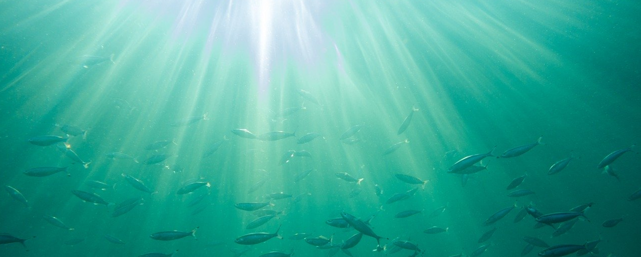 Marine science candid photo of fish underwater