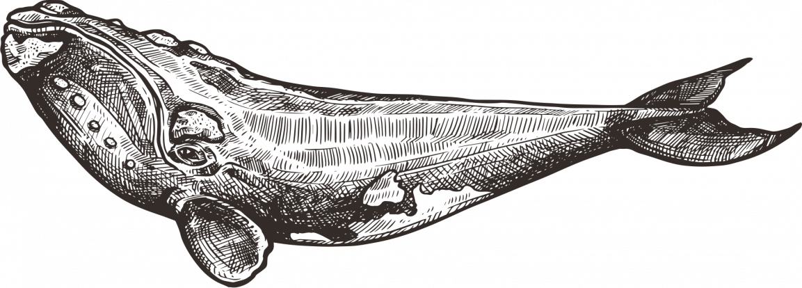 whale large