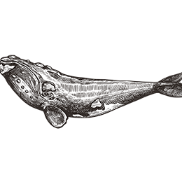 whale
