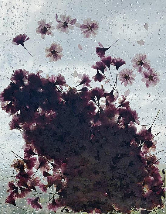 Kristen Cooney, The Blossom Mandala, 2020.