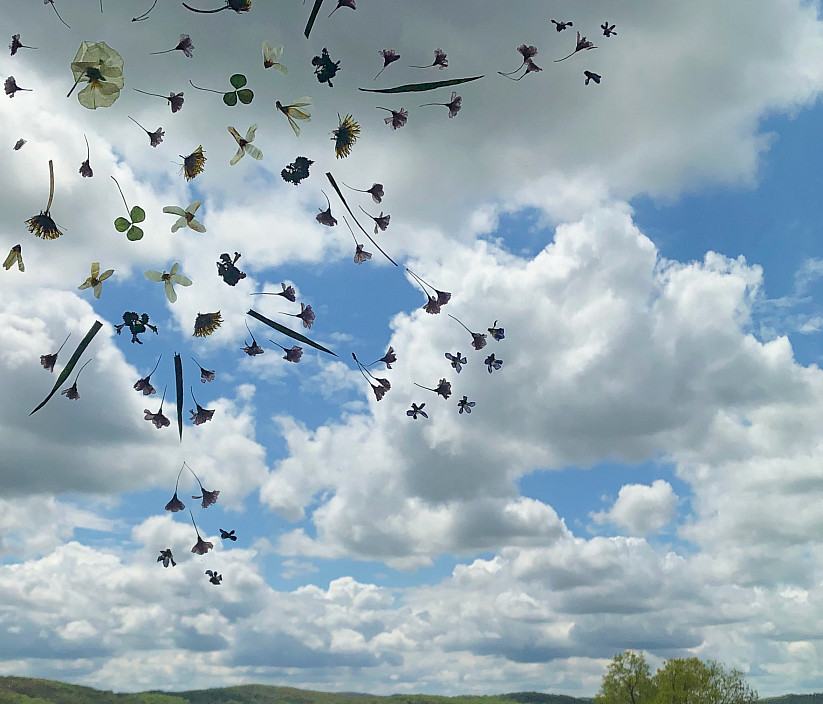 Kristen Cooney, The Blossom Mandala, 2020.