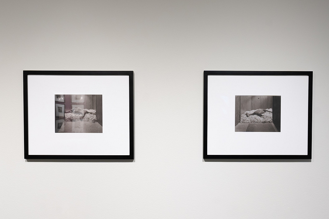 Installation view of Theatrum Equorum