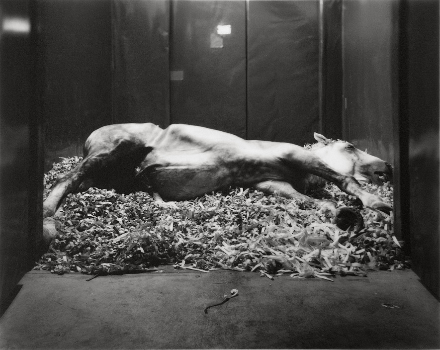 Andrea Modica, Apollo, French Percheron, Castration, 2014.
