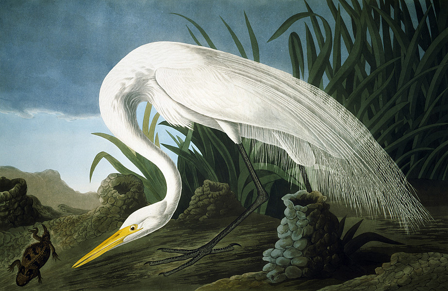 John James Audubon, White Heron, 1837.