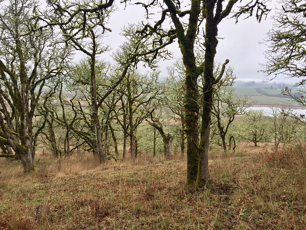 Oregon white oak woodlands of western Oregon (Spring 2019).