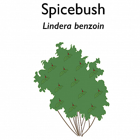 Visual representation of Spicebush