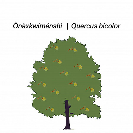 image of swamp white oak