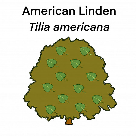 Visual representation of American Linden