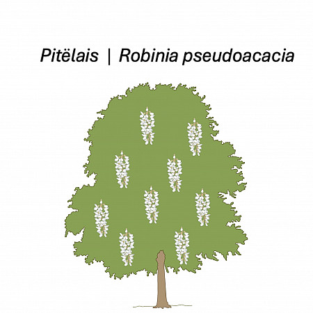 Visual representation of Black Locust
