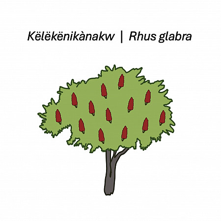 Visual representation of Smooth Sumac
