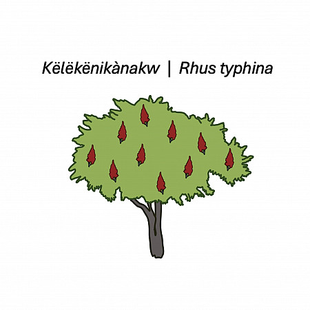 Visual representation of Staghorn Sumac