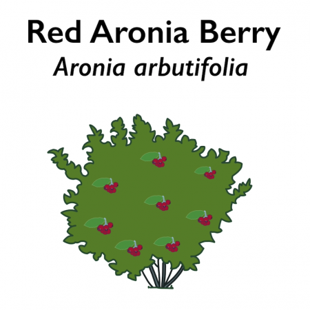 Visual representation of Red Aronia Berry