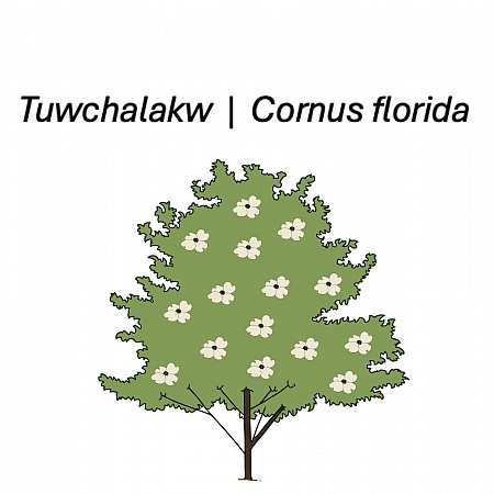 Visual representation of Flowering Dogwood