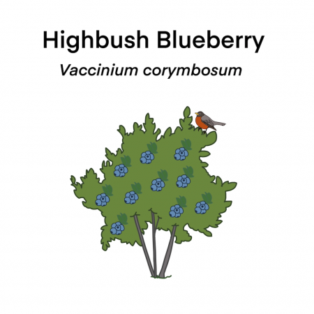 Visual representation of Highbush Blueberry