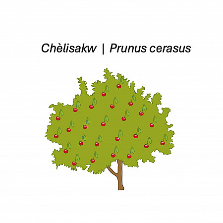 Visual representation of sour cherry