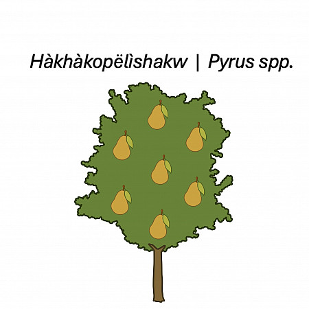 Visual representation of pear