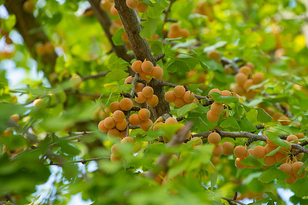 Fruit of the Ginkgo biloba tree