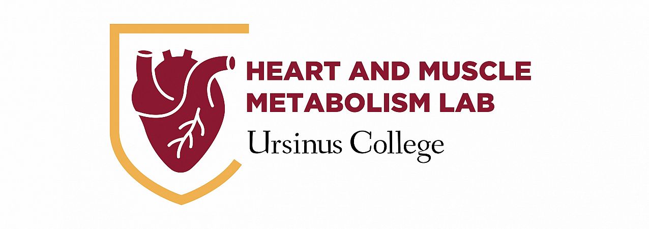 Heart and Muscle Metabolism Lab Ursinus College logo graphic.