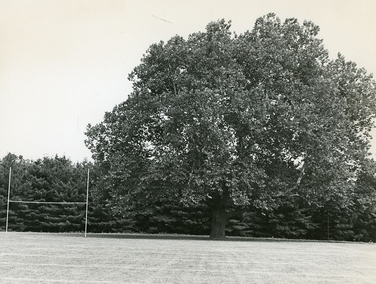 Black and white image of sycamore tree.