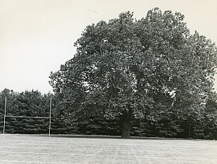 Black and white image of sycamore tree.