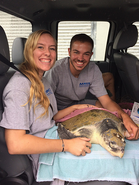 A recent ENVS grad, Jake Heimbaugh his summer as an intern with the Stranding Investigations Program (SIP) at Mote Marine Laboratory 
