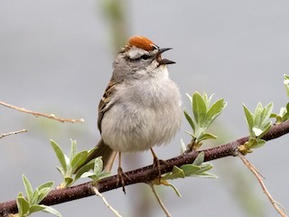 The chipping sparrow is just one of the migrants that can be observed on the Ursinus College campus.