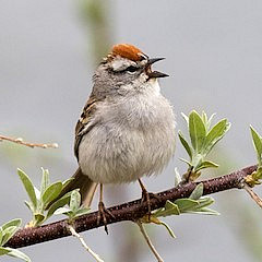 The chipping sparrow is just one of the migrants that can be observed on the Ursinus College campus.