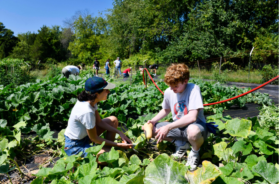 Students harvesting butternut squash at the Campus Farm