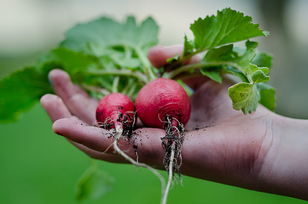 radishes in garden