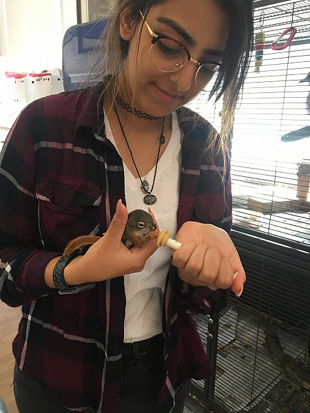 As a student, Anika Shah an Anthropology major interned at AARK Wildlife Rehabilitation and Educational Center and was responsible for ta...