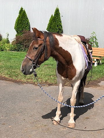 First year students helped at Sebastian Riding Center during Welcome Week Service