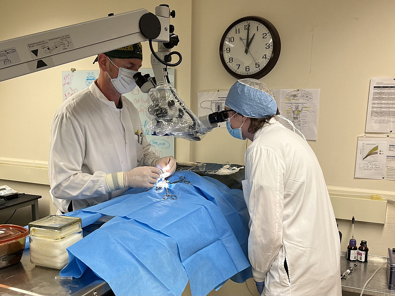 Neuroscience students practicing surgery techniques.