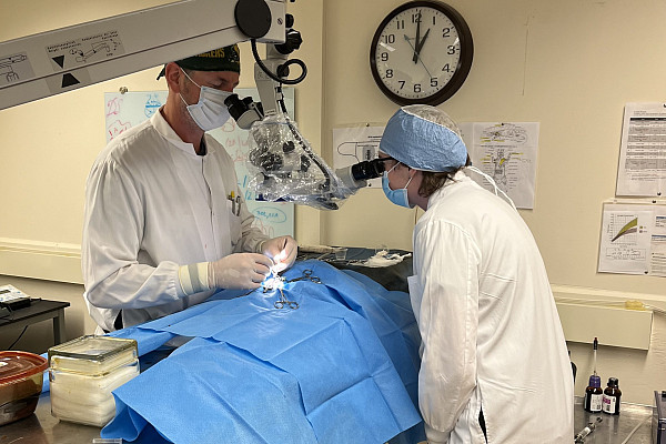 Neuroscience students practicing surgery techniques.
